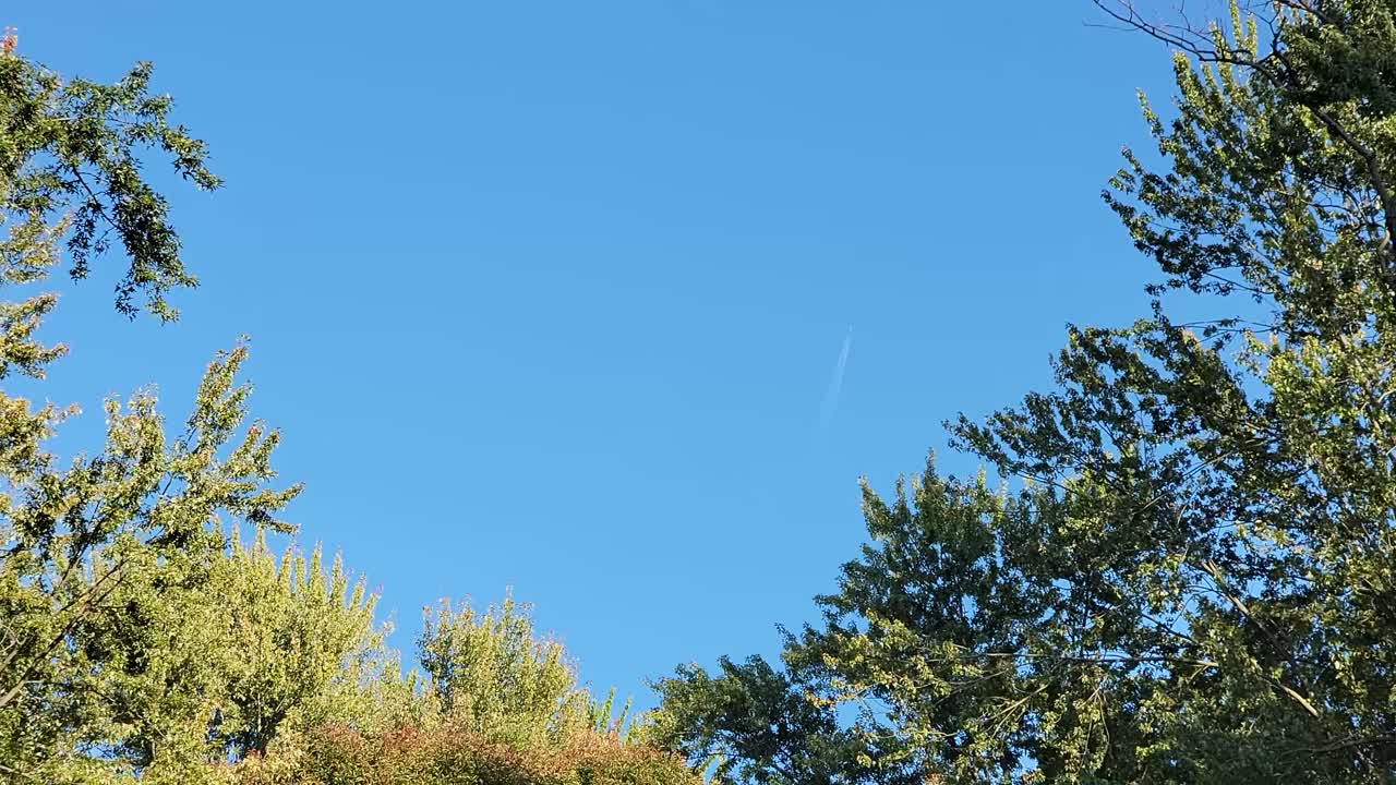 푸른 하늘이 푸른 나무 위에 펼쳐져 있으며, 희미한 증기 흔적이 나타나 자연의 조용한 순간을 포착합니다.