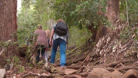 Vista-Trasera-De-ángulo-Bajo-De-La-Familia-Caminando-Por-El-Bosque