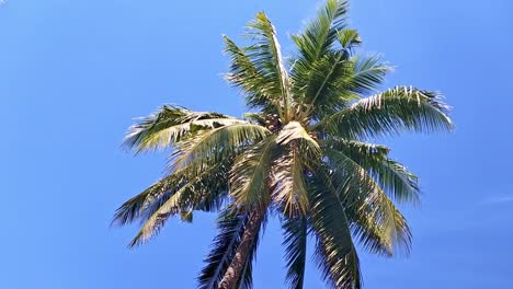 Vista-De-Rotación-Suave-De-Una-Palmera-Tropical-Contra-El-Cielo-Azul-En-Unas-Vacaciones-De-Lujo