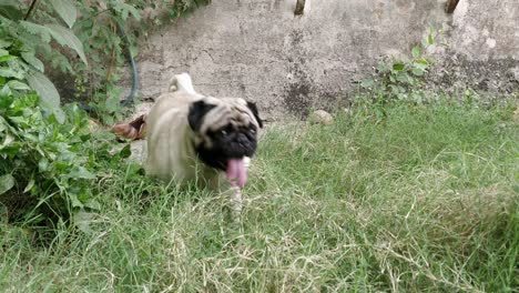 a cute pug pup standing in a green park blinking and listening to sounds running towards the camesra