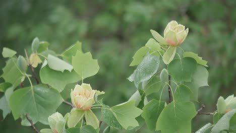 Sugar-Maple-Tree-tops,-near-Wissahickon-Creek