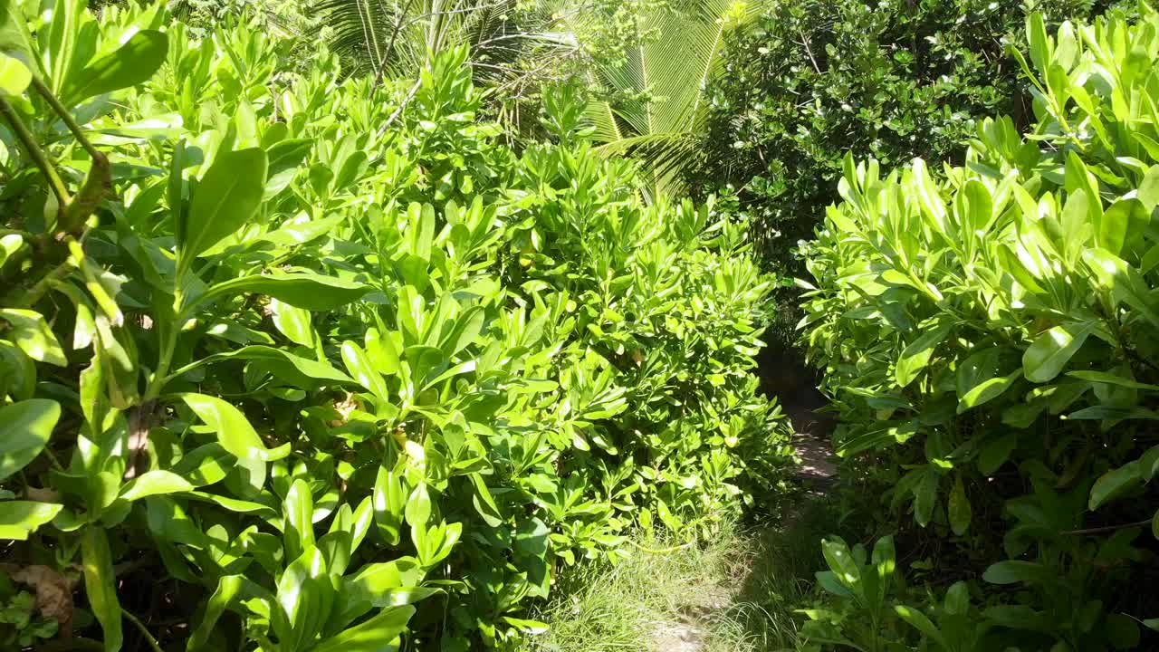 punto de vista de una caminata por la jungla junto a las blancas playas de anse coco, petit anse y grand anse en la digue, seychelles