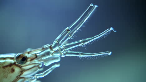 macro close-up of a marine crustacean's head