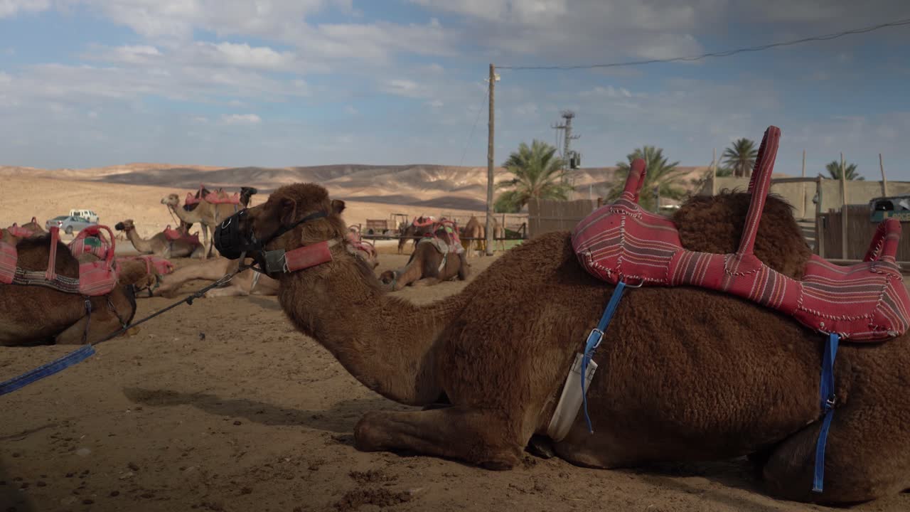 camello marrón domesticado en israel con manada de camellos