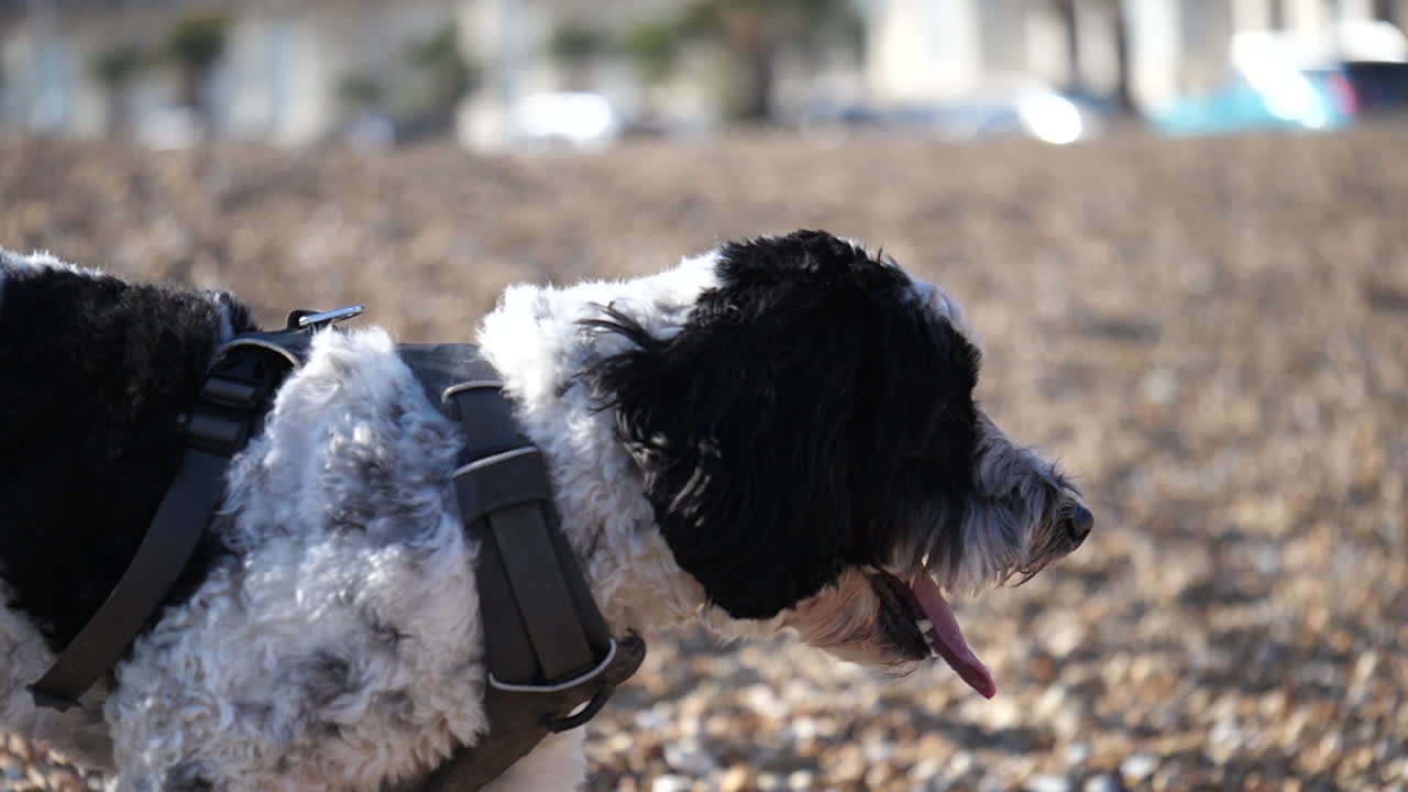 영국의 조약돌 해변에 있는 사랑스러운 래브라두들 강아지의 슬로우 모션 샷