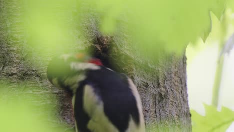 Madre-Hembra-Pájaro-Carpintero-Moteado-Alimentando-Pollito-Hambriento-En-Un-Hueco-De-Nido-De-árbol-Durante-El-Día