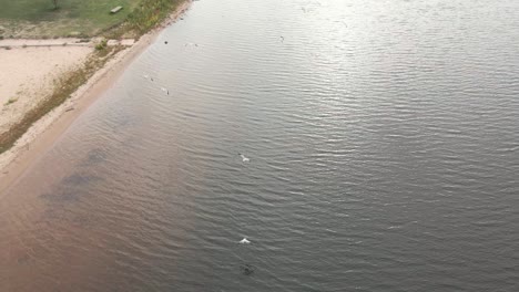 Gaviotas-Volando-En-Bandada-Cerca-De-La-Orilla,-Vistas-A-Vista-De-Pájaro