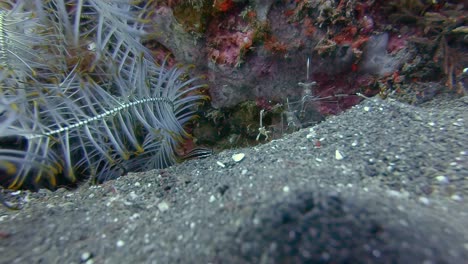 Pequeños-Camarones-Transparentes-Alimentándose-Bajo-Un-Coral