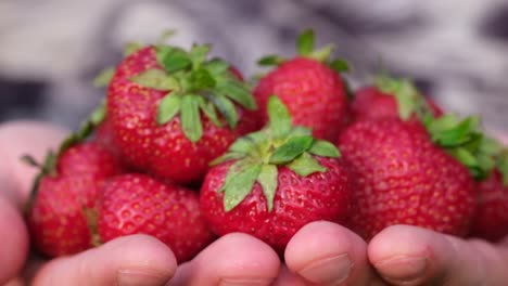 big red ripe strawberry in the hands of a farmer big red ripe strawberry in the hands of a farmer organic berries from a rural garden