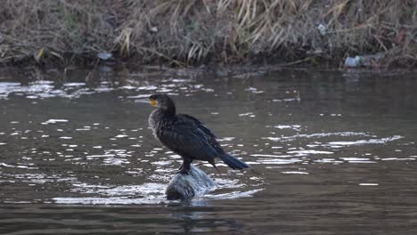 cormorant spreads wings to dry by water