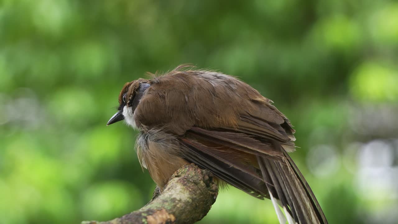 fotografía de cerca de un arbusto salvaje de garganta blanca, pterorhinus albogularis, visto posado en la rama de un árbol con su plumaje hinchado, el pájaro con una grave pérdida de plumas en el área del cuello