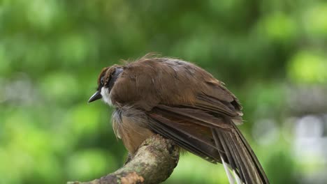 close up shot of a wild white-throated laughingthrush, pterorhinus albogularis spotted perching on tree branch with its plumage puff up, the bird with serious feathers loss in neck area