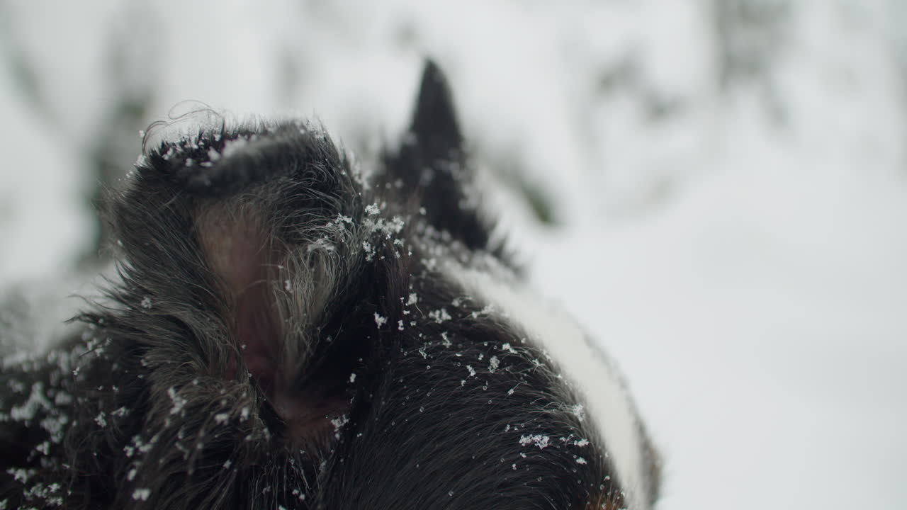 disparo de cerca de la oreja derecha de un pastor australiano sentado en la nieve