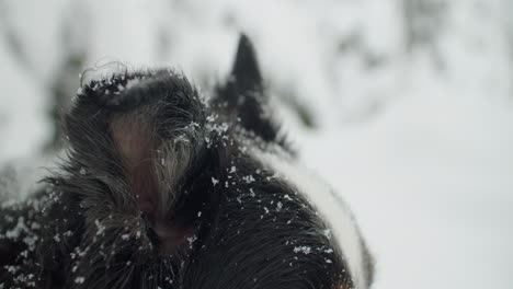 Nahaufnahme-Des-Rechten-Ohrs-Eines-Australischen-Schäferhundes,-Der-Im-Schnee-Sitzt