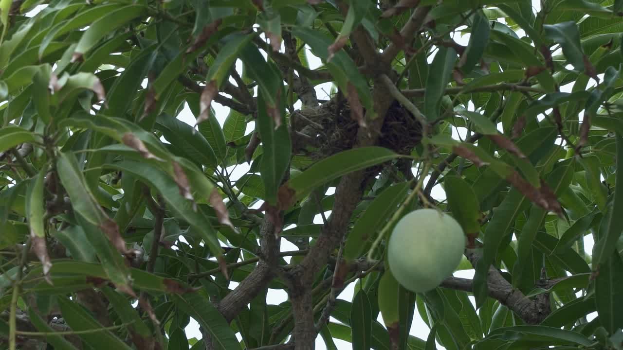 mirando un nido de pájaros tropicales en un gran árbol de mango con un solo mango maduro colgando a su lado en el exótico estado de río grande do norte en el noreste de brasil en un cálido día de verano