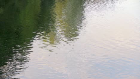 Trees-reflected-in-rippled-river-water