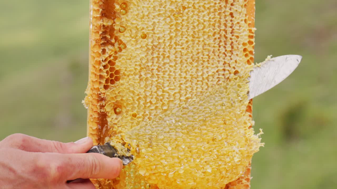 Beekeeper harvesting honey from honeycomb