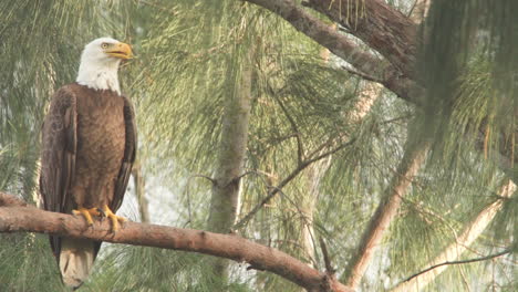 águila-Calva-Posada-En-La-Rama-De-Un-árbol