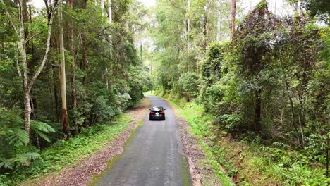 a car travels along a winding road through dense, vibrant forest in bellingen, nsw, under natural daylight