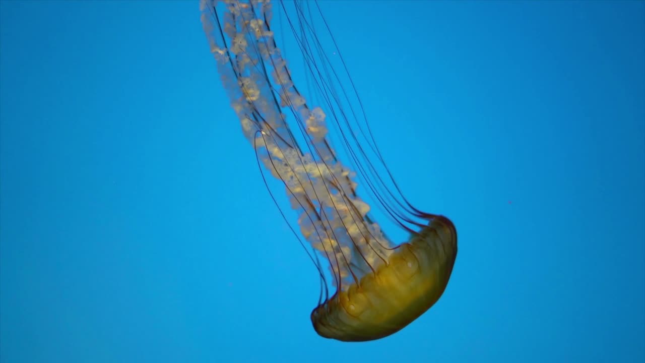 una hermosa medusa amarilla y marrón con largos tentáculos nadando en el mar