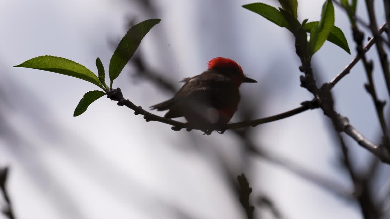 Vermilion Flycatcher on Branch in Open Field (Slow Motion)
