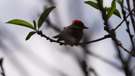 vermilion flycatcher on branch in open field (slow motion)