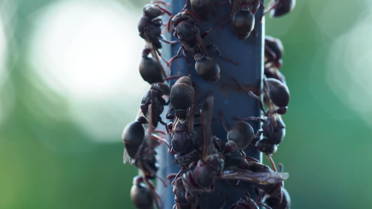 흐린 녹색 배경에 대해 금속 막대에서 방황하는 검은 종이 말벌