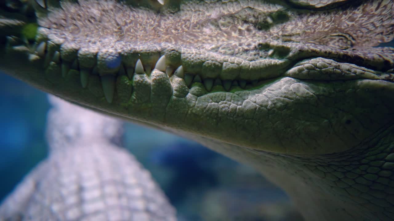 시아미스 악어 (crocodylus siamensis) 악어 의 이빨 을 클로즈업