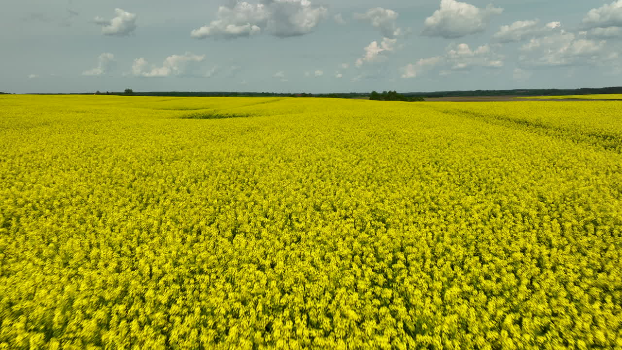 vista aérea de primer plano que se centra en los extensos campos de colza amarilla bajo un cielo parcialmente nublado, mostrando la densa floración y la inmensidad de los campos