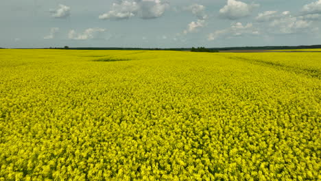 close-up-aerial-view-focusing-on-the-expansive-yellow-rapeseed-fields-under-a-partly-cloudy-sky,-showcasing-the-dense-bloom-and-the-vastness-of-the-fields