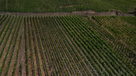 Flug-Entlang-Eines-Weinbergs,-Während-Die-Kamera-Nach-Oben-Geneigt-Ist