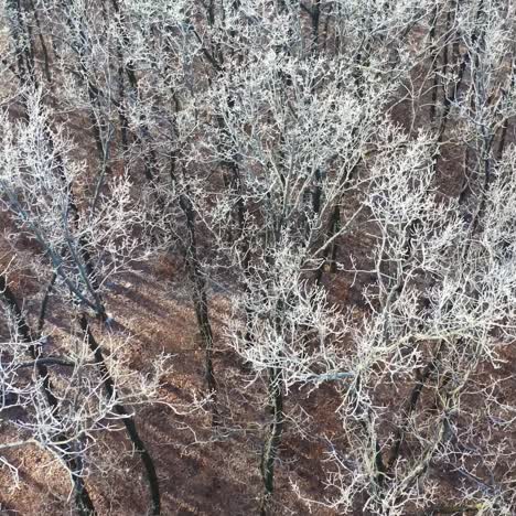 forest landscape in winter season