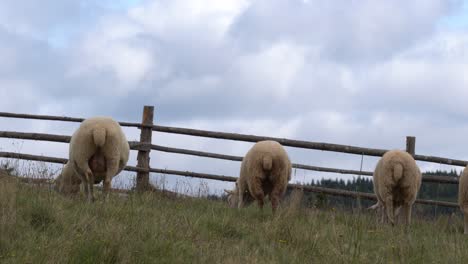 Un-Grupo-De-Ovejas-Está-Comiendo-En-Un-Hermoso-Día-Nublado-Rodeado-Por-Una-Valla-De-Madera