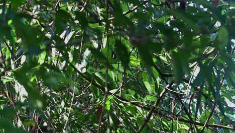 sentado en una vid luego de repente salta en el espesor del bosque para esconderse de la gente, el langur de bandas de robinson presbytis robinsoni, tailandia