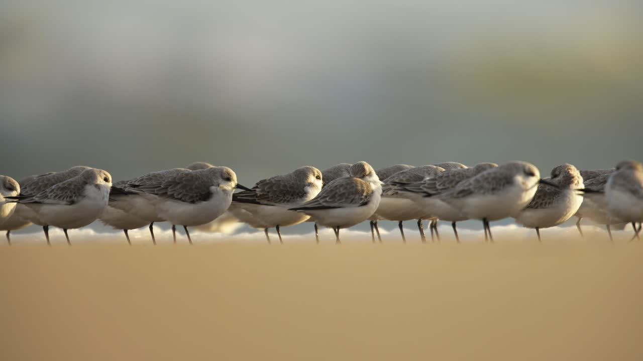 산더링 칼리드리스 알바 (calidris alba) 는 해변에서 바람과 싸우며 함께 모여 있습니다.