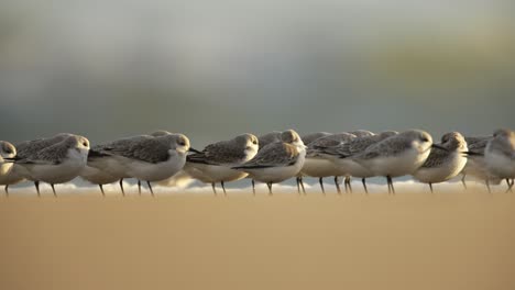 sanderlings calidris alba acurrucados juntos luchando contra el viento en la playa