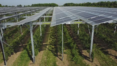 crops growing under the solar panel - agrivoltaics system - aerial sideways close