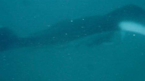 Detailaufnahme-Von-Mantarochen-Im-Meer,-Wasserkamera