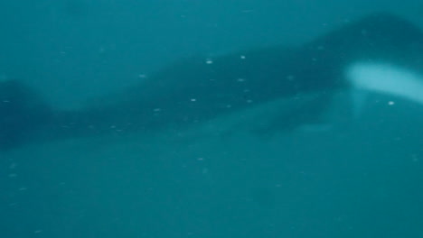 toma de detalle de manta raya en el mar, cámara acuática