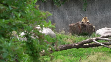 A-young-eager-lion-is-hiding-behind-a-rock-while-looking-curiosuly-around-him---Handheld-clip-from-zoo-with-green-bushes-in-left-foreground