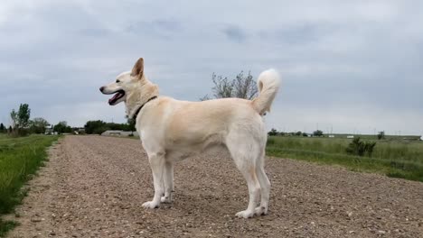 Erwachsener-Husky-hund,-Der-Mitten-Auf-Einem-Pfad-Auf-Dem-Land-Steht