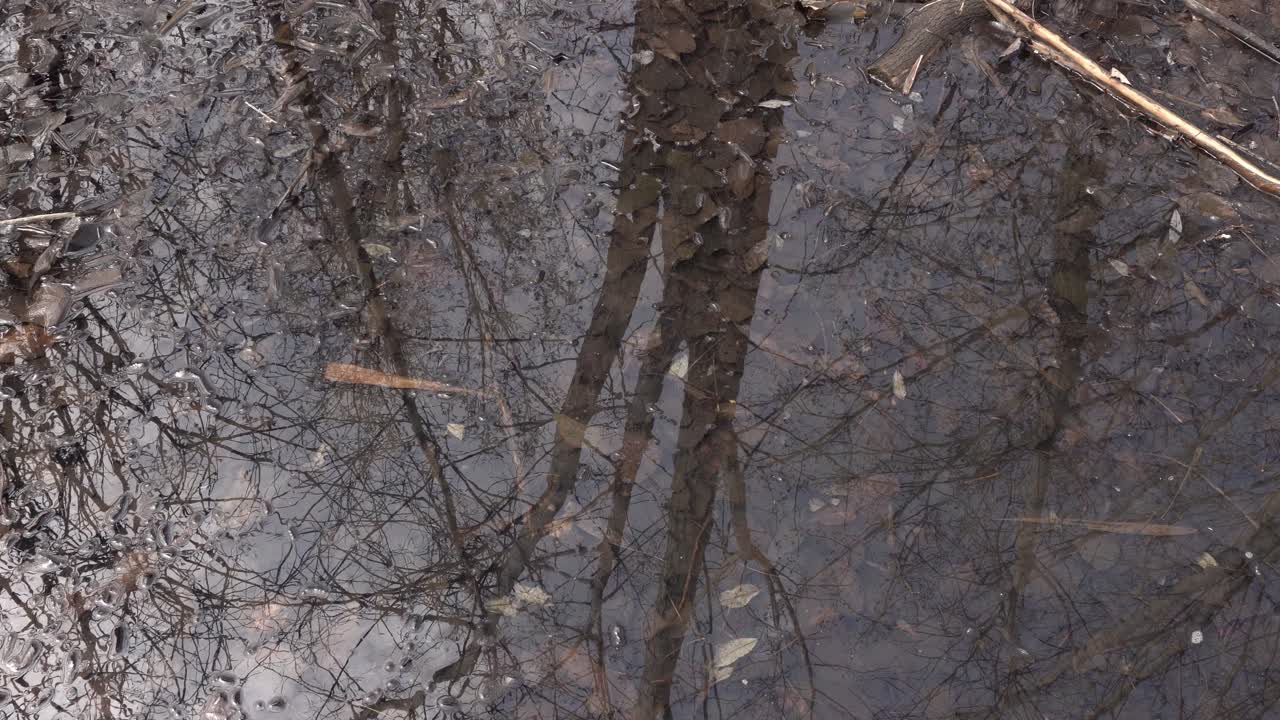 You can see the reflection of a tree on the surface of the water with many dead leaves at the bottom of the water. It all takes place in early spring.