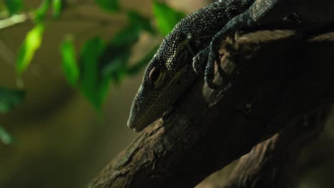 close up of a lizard on a branch in a dimly lit enclosure, highlighting its textured scales and focused gaze