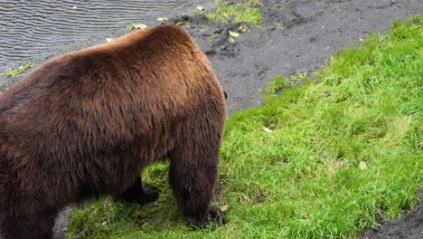 large brown bear by the river bank, alaska
