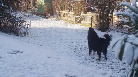 wide shot of a black dog standing in the garden, waging his tail, looking excited