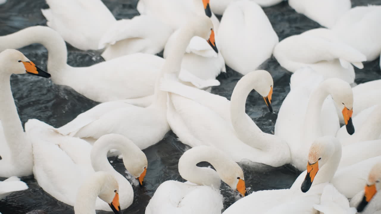 Dense white swan flock on water, tight formation of swimming birds with orange beaks and layered feathers, black ripples contrasting snowy plumage, chilly winter light, serene yet bustling wildlife
