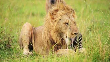 male lion eating a kill of a dead zebra, african wildlife safari animals in africa in maasai mara, kenya with jackal watching and waiting to eat food, amazing nature sighting encounter