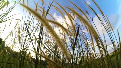 Das-Gras-Im-Wind-Mit-Dem-Hintergrund-Der-Sonne,-Tagsüber