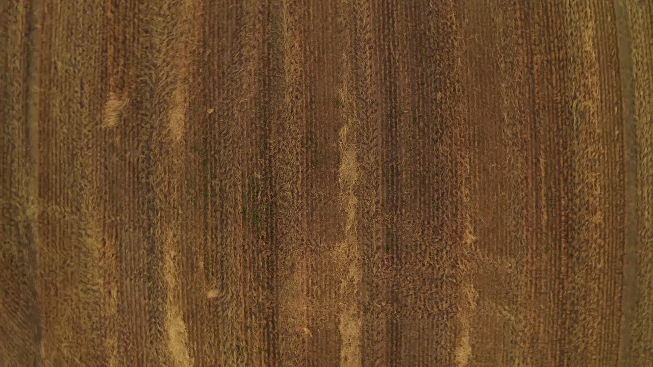 Top shot arial of a yellow field of grain, starting the drone in low perspective rising up the camera in a helix turn