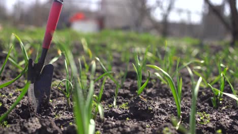 organically cultivated garlic plantation in the vegetable garden